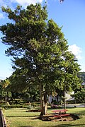 Laurierboom