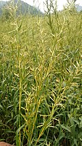 Palmarosa