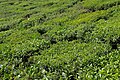 Darjeeling, India
