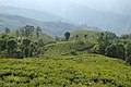Darjeeling, India