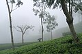 Haputale, Sri Lanka