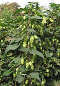 Hopbellen (voor bierbereiding)