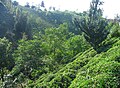 Tea plantation in Turkey (Rize)
