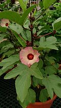 Bloeiende roselle-plant