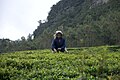 Nuwara Eliya, Sri Lanka