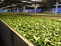 drying factory