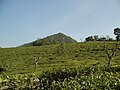 A tea plantation in India