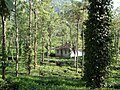Another picture of the plantation