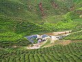 Tea plantation on Cameron Highlands, Malaysia