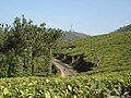 Same plantation; road visible