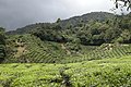 Cameron Highlands, Malaysia