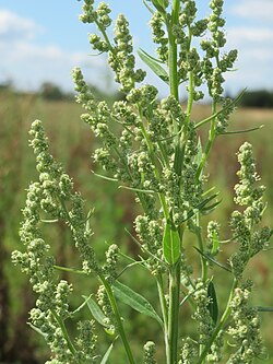 Melganzenvoet - plant