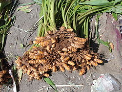 Geelwortelplant met wortel