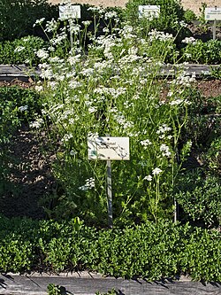 Karwijplant