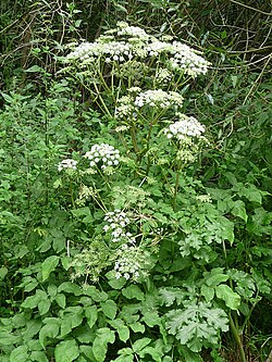 Engelwortel met witte bloemen