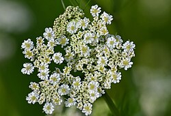 Karwijbloemen