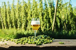 Bier, gebrouwen met hop