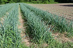 Veld met knoflook