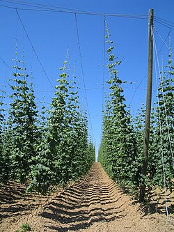 Hopteelt in Beieren