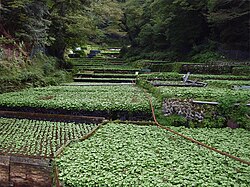 Wasabi-velden