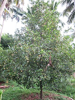 Muskaatboom