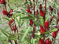 Roselle-plant met rode vruchten