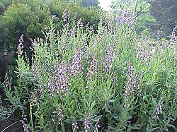 Salieplant met bloemen