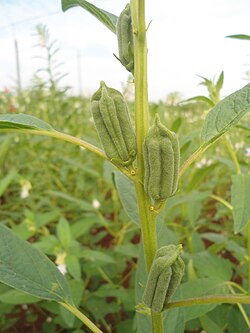 Sesamvruchten aan de plant