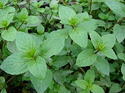 Pepermuntplant