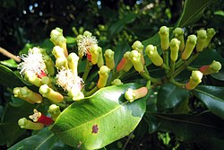 Kruidnagelbloemen en -vruchten in de boom