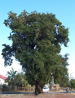 Tamarindeboom