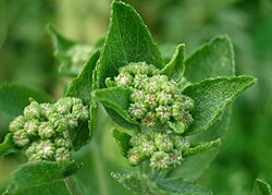 Balsemwormkruid met bloemknoppen
