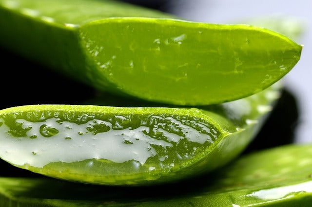 close up of aloe vera cut open