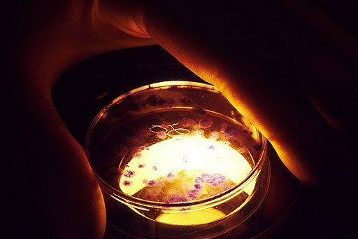 petri dish