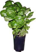 Basilicum in een pot